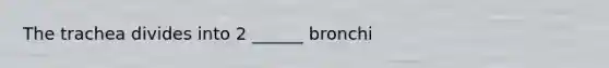 The trachea divides into 2 ______ bronchi