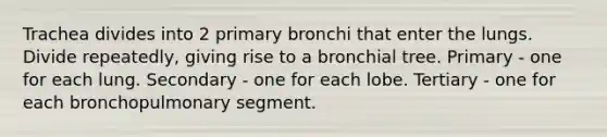 Trachea divides into 2 primary bronchi that enter the lungs. Divide repeatedly, giving rise to a bronchial tree. Primary - one for each lung. Secondary - one for each lobe. Tertiary - one for each bronchopulmonary segment.