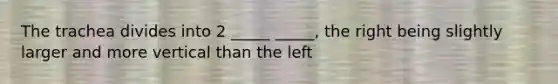 The trachea divides into 2 _____ _____, the right being slightly larger and more vertical than the left