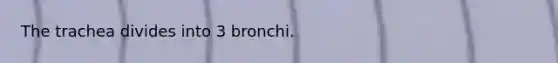 The trachea divides into 3 bronchi.