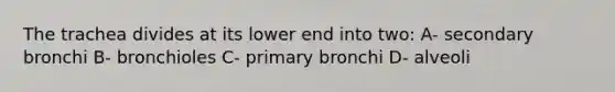 The trachea divides at its lower end into two: A- secondary bronchi B- bronchioles C- primary bronchi D- alveoli