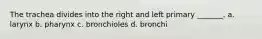 The trachea divides into the right and left primary _______. a. larynx b. pharynx c. bronchioles d. bronchi