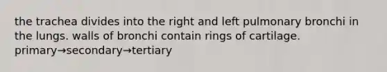 the trachea divides into the right and left pulmonary bronchi in the lungs. walls of bronchi contain rings of cartilage. primary→secondary→tertiary