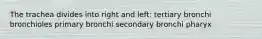 The trachea divides into right and left: tertiary bronchi bronchioles primary bronchi secondary bronchi pharyx