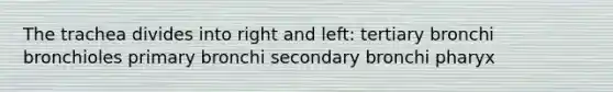 The trachea divides into right and left: tertiary bronchi bronchioles primary bronchi secondary bronchi pharyx