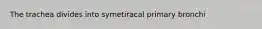 The trachea divides into symetiracal primary bronchi