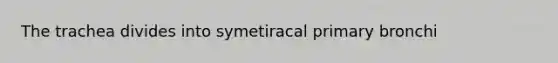 The trachea divides into symetiracal primary bronchi