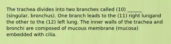 The trachea divides into two branches called (10) ______ (singular, bronchus). One branch leads to the (11) right lungand the other to the (12) left lung. The inner walls of the trachea and bronchi are composed of mucous membrane (mucosa) embedded with cilia.