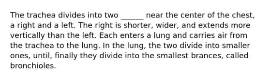 The trachea divides into two ______ near the center of the chest, a right and a left. The right is shorter, wider, and extends more vertically than the left. Each enters a lung and carries air from the trachea to the lung. In the lung, the two divide into smaller ones, until, finally they divide into the smallest brances, called bronchioles.