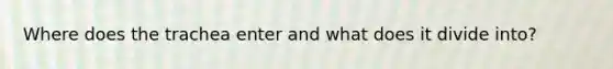 Where does the trachea enter and what does it divide into?