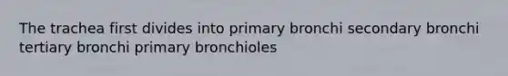 The trachea first divides into primary bronchi secondary bronchi tertiary bronchi primary bronchioles