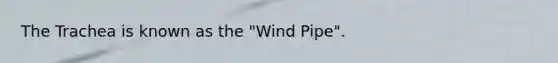 The Trachea is known as the "Wind Pipe".