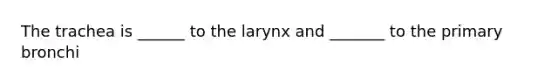 The trachea is ______ to the larynx and _______ to the primary bronchi