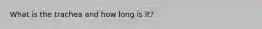 What is the trachea and how long is it?