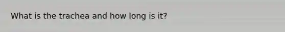 What is the trachea and how long is it?