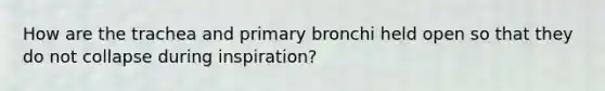 How are the trachea and primary bronchi held open so that they do not collapse during inspiration?