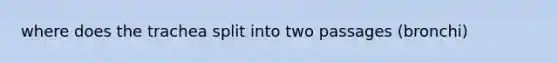 where does the trachea split into two passages (bronchi)