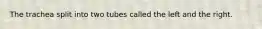 The trachea split into two tubes called the left and the right.