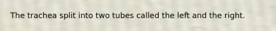The trachea split into two tubes called the left and the right.