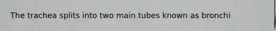 The trachea splits into two main tubes known as bronchi