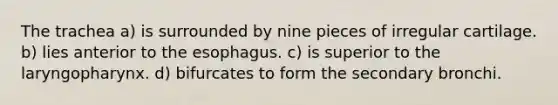 The trachea a) is surrounded by nine pieces of irregular cartilage. b) lies anterior to <a href='https://www.questionai.com/knowledge/kSjVhaa9qF-the-esophagus' class='anchor-knowledge'>the esophagus</a>. c) is superior to the laryngopharynx. d) bifurcates to form the secondary bronchi.