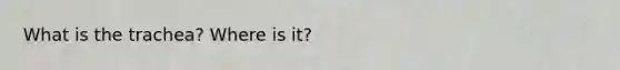 What is the trachea? Where is it?