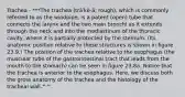 Trachea - ***The trachea (trā′kē-ă; rough), which is commonly referred to as the windpipe, is a patent (open) tube that connects the larynx and the two main bronchi as it extends through the neck and into the mediastinum of the thoracic cavity, where it is partially protected by the sternum. (Its anatomic position relative to these structures is shown in figure 23.9.) The position of the trachea relative to the esophagus (the muscular tube of the gastrointestinal tract that leads from the mouth to the stomach) can be seen in figure 23.8a. Notice that the trachea is anterior to the esophagus. Here, we discuss both the gross anatomy of the trachea and the histology of the tracheal wall.^^