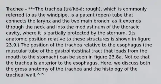 Trachea - ***The trachea (trā′kē-ă; rough), which is commonly referred to as the windpipe, is a patent (open) tube that connects the larynx and the two main bronchi as it extends through the neck and into the mediastinum of the thoracic cavity, where it is partially protected by the sternum. (Its anatomic position relative to these structures is shown in figure 23.9.) The position of the trachea relative to the esophagus (the muscular tube of the gastrointestinal tract that leads from the mouth to the stomach) can be seen in figure 23.8a. Notice that the trachea is anterior to the esophagus. Here, we discuss both the gross anatomy of the trachea and the histology of the tracheal wall.^^