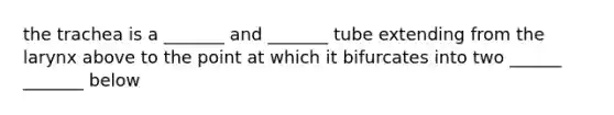 the trachea is a _______ and _______ tube extending from the larynx above to the point at which it bifurcates into two ______ _______ below