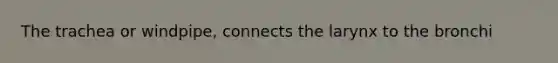 The trachea or windpipe, connects the larynx to the bronchi