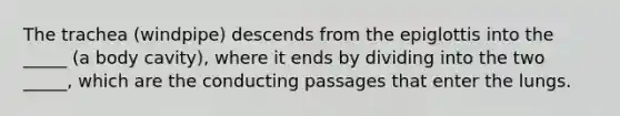 The trachea (windpipe) descends from the epiglottis into the _____ (a body cavity), where it ends by dividing into the two _____, which are the conducting passages that enter the lungs.
