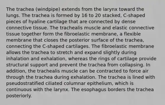 The trachea (windpipe) extends from the larynx toward the lungs. The trachea is formed by 16 to 20 stacked, C-shaped pieces of hyaline cartilage that are connected by dense <a href='https://www.questionai.com/knowledge/kYDr0DHyc8-connective-tissue' class='anchor-knowledge'>connective tissue</a>. The trachealis muscle and elastic connective tissue together form the fibroelastic membrane, a flexible membrane that closes the posterior surface of the trachea, connecting the C-shaped cartilages. The fibroelastic membrane allows the trachea to stretch and expand slightly during inhalation and exhalation, whereas the rings of cartilage provide structural support and prevent the trachea from collapsing. In addition, the trachealis muscle can be contracted to force air through the trachea during exhalation. The trachea is lined with pseudostratified ciliated columnar epithelium, which is continuous with the larynx. <a href='https://www.questionai.com/knowledge/kSjVhaa9qF-the-esophagus' class='anchor-knowledge'>the esophagus</a> borders the trachea posteriorly.