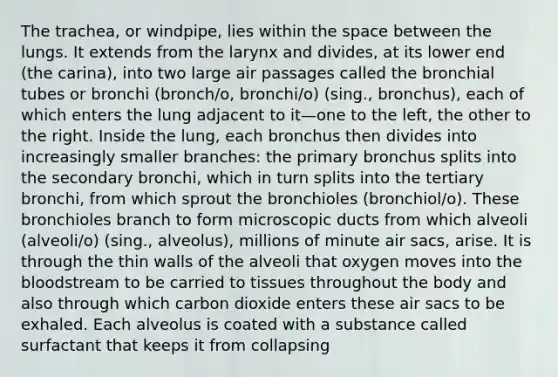 The trachea, or windpipe, lies within the space between the lungs. It extends from the larynx and divides, at its lower end (the carina), into two large air passages called the bronchial tubes or bronchi (bronch/o, bronchi/o) (sing., bronchus), each of which enters the lung adjacent to it—one to the left, the other to the right. Inside the lung, each bronchus then divides into increasingly smaller branches: the primary bronchus splits into the secondary bronchi, which in turn splits into the tertiary bronchi, from which sprout the bronchioles (bronchiol/o). These bronchioles branch to form microscopic ducts from which alveoli (alveoli/o) (sing., alveolus), millions of minute air sacs, arise. It is through the thin walls of the alveoli that oxygen moves into the bloodstream to be carried to tissues throughout the body and also through which carbon dioxide enters these air sacs to be exhaled. Each alveolus is coated with a substance called surfactant that keeps it from collapsing