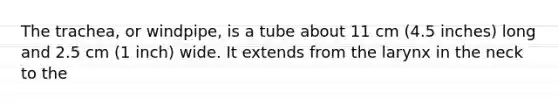 The trachea, or windpipe, is a tube about 11 cm (4.5 inches) long and 2.5 cm (1 inch) wide. It extends from the larynx in the neck to the