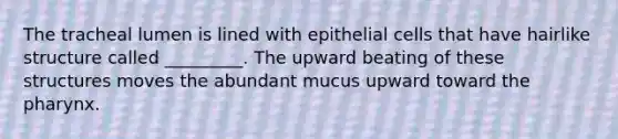 The tracheal lumen is lined with epithelial cells that have hairlike structure called _________. The upward beating of these structures moves the abundant mucus upward toward the pharynx.