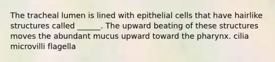 The tracheal lumen is lined with epithelial cells that have hairlike structures called ______. The upward beating of these structures moves the abundant mucus upward toward <a href='https://www.questionai.com/knowledge/ktW97n6hGJ-the-pharynx' class='anchor-knowledge'>the pharynx</a>. cilia microvilli flagella