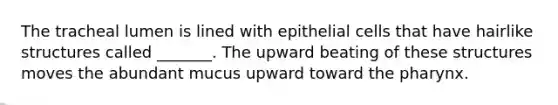 The tracheal lumen is lined with epithelial cells that have hairlike structures called _______. The upward beating of these structures moves the abundant mucus upward toward the pharynx.