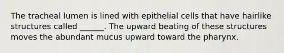 The tracheal lumen is lined with epithelial cells that have hairlike structures called ______. The upward beating of these structures moves the abundant mucus upward toward <a href='https://www.questionai.com/knowledge/ktW97n6hGJ-the-pharynx' class='anchor-knowledge'>the pharynx</a>.