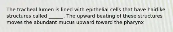 The tracheal lumen is lined with epithelial cells that have hairlike structures called ______. The upward beating of these structures moves the abundant mucus upward toward the pharynx