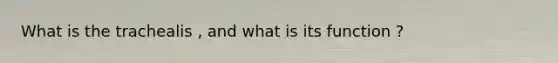 What is the trachealis , and what is its function ?