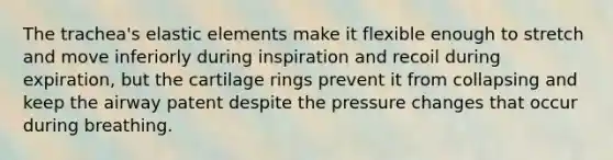 The trachea's elastic elements make it flexible enough to stretch and move inferiorly during inspiration and recoil during expiration, but the cartilage rings prevent it from collapsing and keep the airway patent despite the pressure changes that occur during breathing.