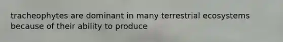 tracheophytes are dominant in many terrestrial ecosystems because of their ability to produce