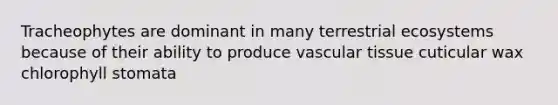 Tracheophytes are dominant in many terrestrial ecosystems because of their ability to produce <a href='https://www.questionai.com/knowledge/k1HVFq17mo-vascular-tissue' class='anchor-knowledge'>vascular tissue</a> cuticular wax chlorophyll stomata