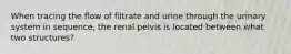 When tracing the flow of filtrate and urine through the urinary system in sequence, the renal pelvis is located between what two structures?