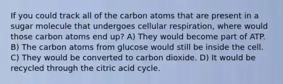 If you could track all of the carbon atoms that are present in a sugar molecule that undergoes cellular respiration, where would those carbon atoms end up? A) They would become part of ATP. B) The carbon atoms from glucose would still be inside the cell. C) They would be converted to carbon dioxide. D) It would be recycled through the citric acid cycle.