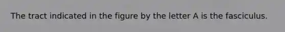 The tract indicated in the figure by the letter A is the fasciculus.