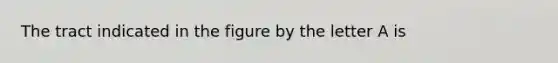 The tract indicated in the figure by the letter A is