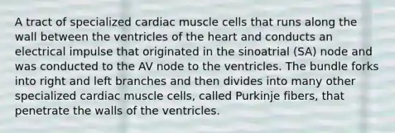 A tract of specialized cardiac muscle cells that runs along the wall between the ventricles of the heart and conducts an electrical impulse that originated in the sinoatrial (SA) node and was conducted to the AV node to the ventricles. The bundle forks into right and left branches and then divides into many other specialized cardiac muscle cells, called Purkinje fibers, that penetrate the walls of the ventricles.