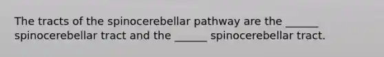 The tracts of the spinocerebellar pathway are the ______ spinocerebellar tract and the ______ spinocerebellar tract.