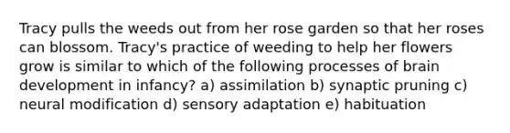 Tracy pulls the weeds out from her rose garden so that her roses can blossom. Tracy's practice of weeding to help her flowers grow is similar to which of the following processes of brain development in infancy? a) assimilation b) synaptic pruning c) neural modification d) sensory adaptation e) habituation